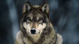 Irish Wolves — ETPL franchise representing Ireland